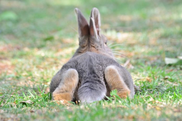Rabbits laying down with it's bottom facing the camera.