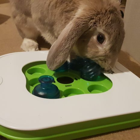 Rabbit playing with puzzle