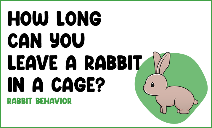 How Long Can You Leave a Rabbit In a Cage