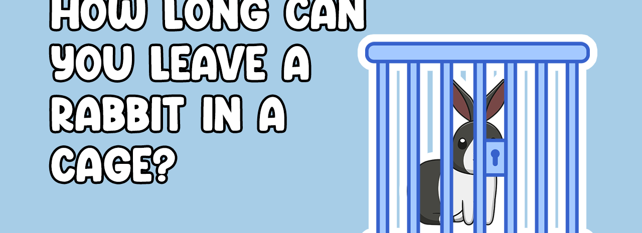 How Long Can you leave a rabbit in a cage