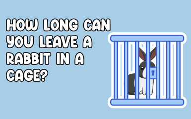 How Long Can you leave a rabbit in a cage