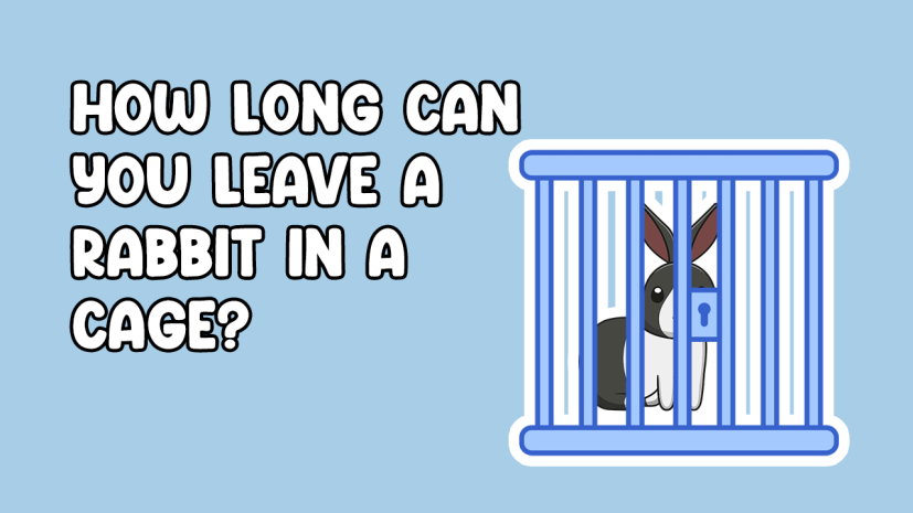 How Long Can you leave a rabbit in a cage