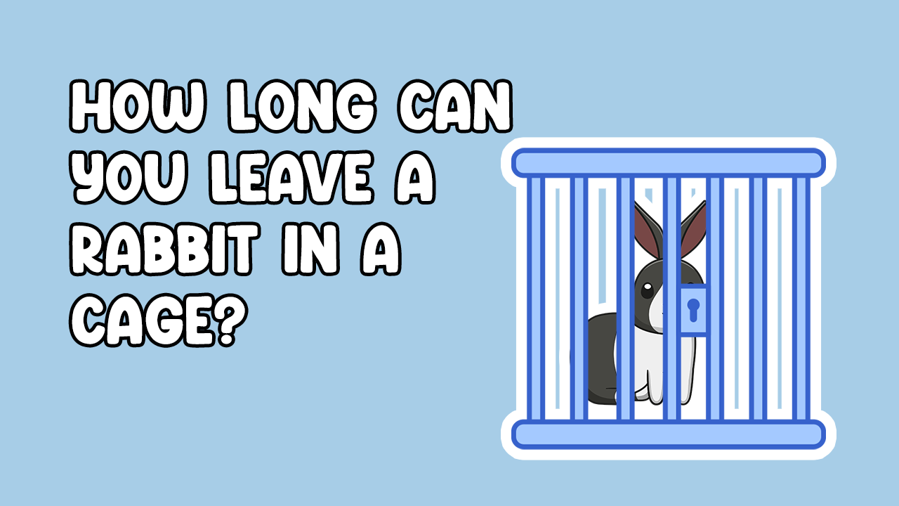How Long Can You Leave a Rabbit In a Cage? Cottontail Club
