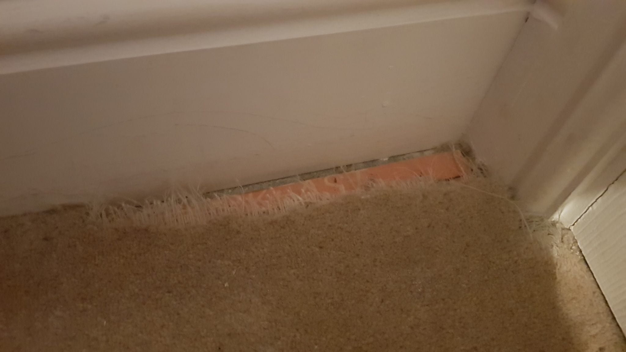 How to Stop Rabbits from Digging Cottontail Club