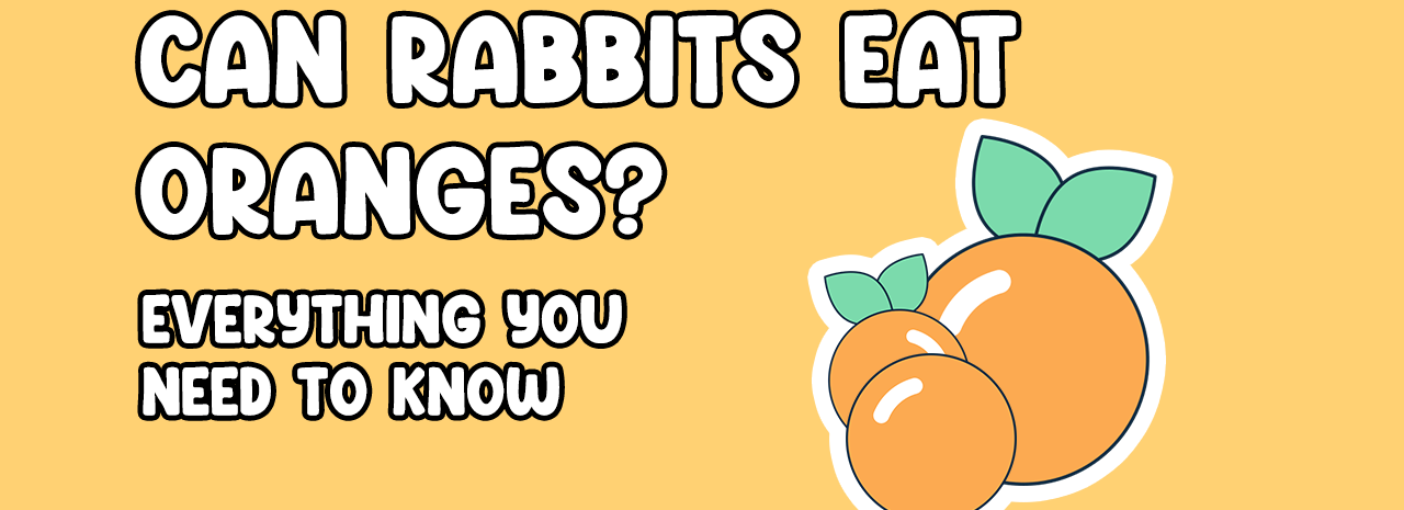 Can Rabbits Eat Oranges