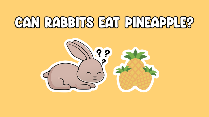 Can Rabbits Eat Pineapple
