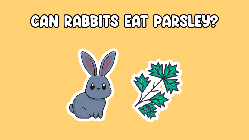 Can rabbits eat parsley
