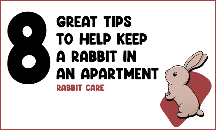 8 Great tips to help keep a rabbit in an apartment