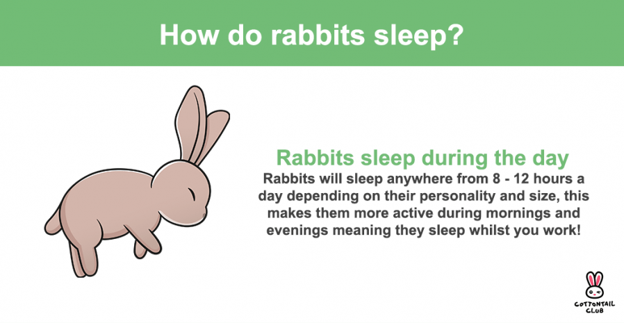 How long do rabbits sleep infographic