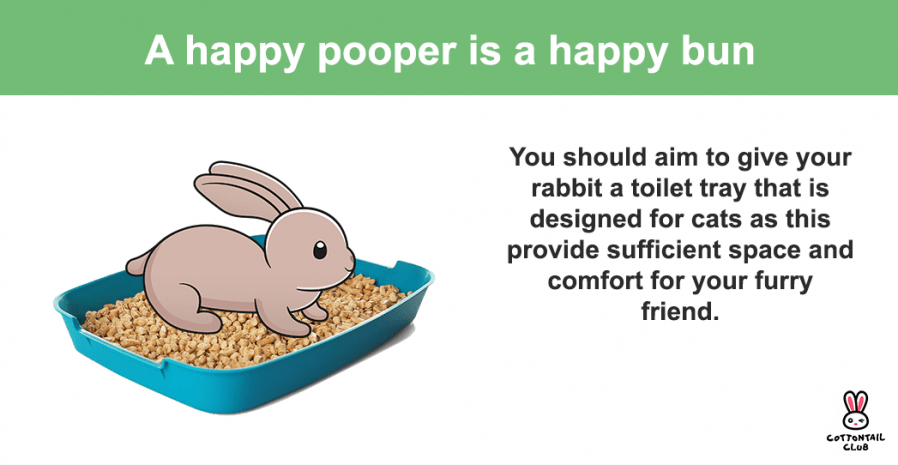 Rabbits need to have big enough toilets, like ones for cats