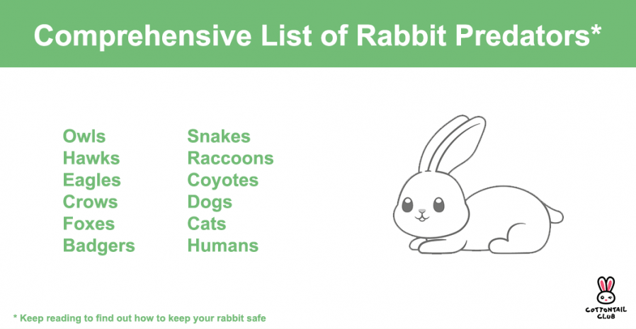 List of Rabbit Predators