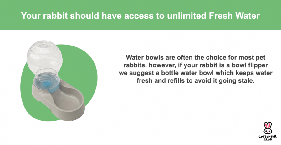 Water bowl vs Water Bottle