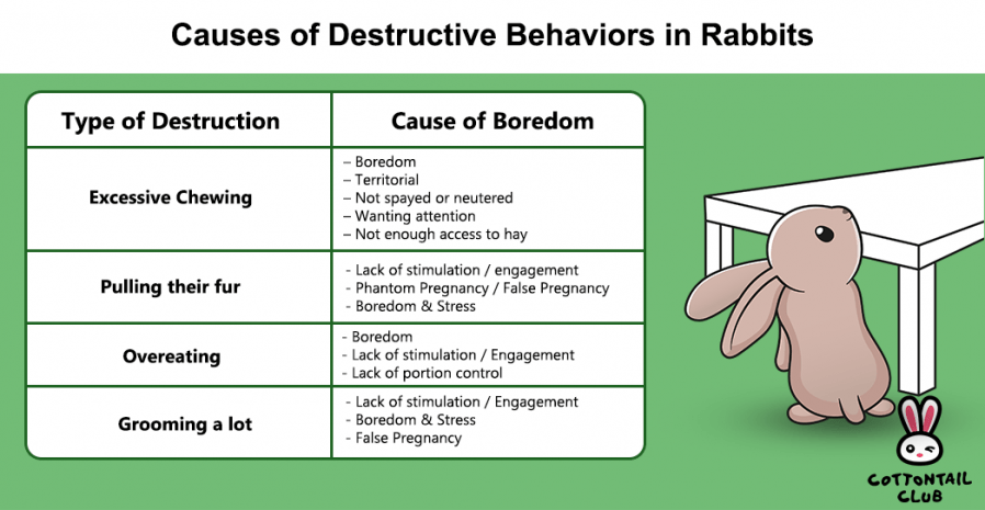 Causes of destructive behavior in rabbits