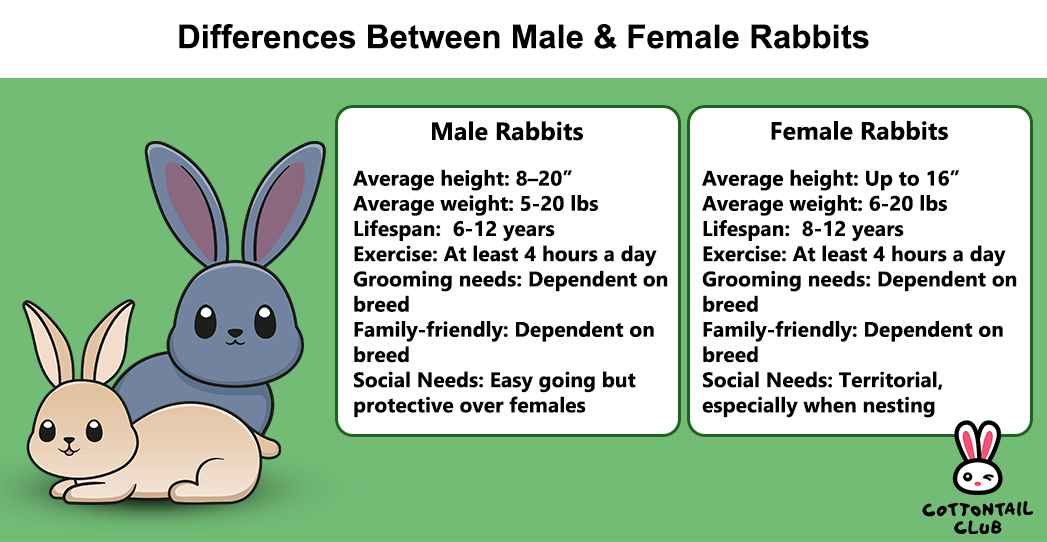 Differences Between Male And Female Rabbits Cottontail Club
