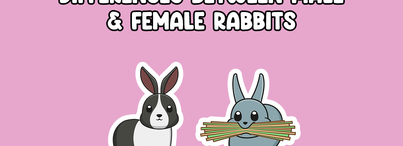 Differences between male and female rabbits