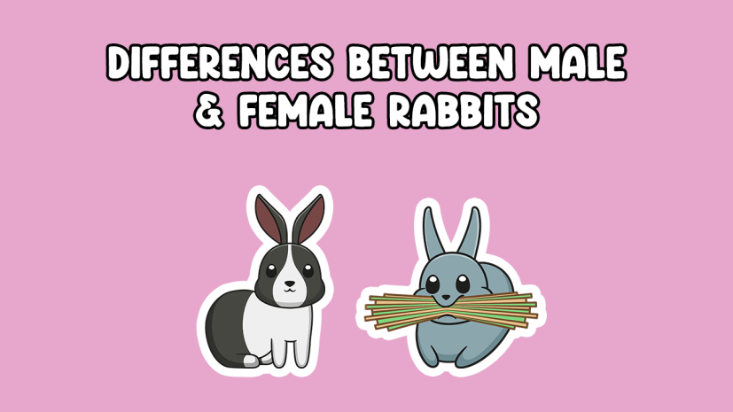 Differences between male and female rabbits