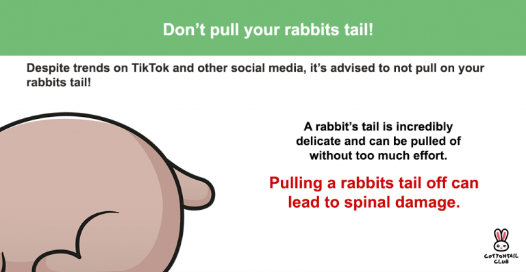 Rabbit Tails: What is their purpose? | Cottontail Club