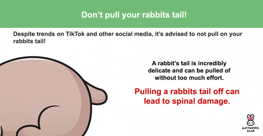 Don't pull a rabbits tail