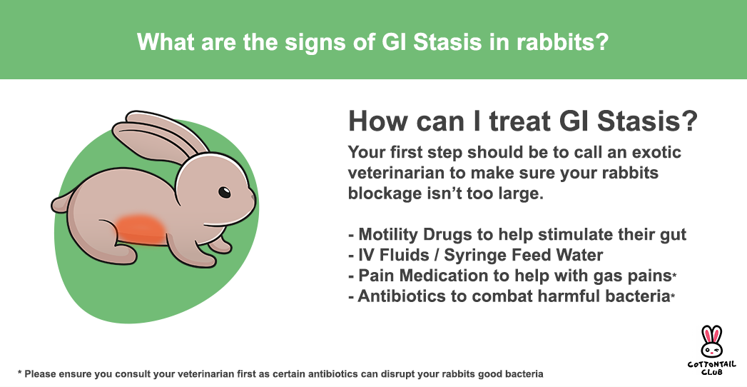 GI Stasis in Rabbits How to Prevent a killer problem Cottontail Club