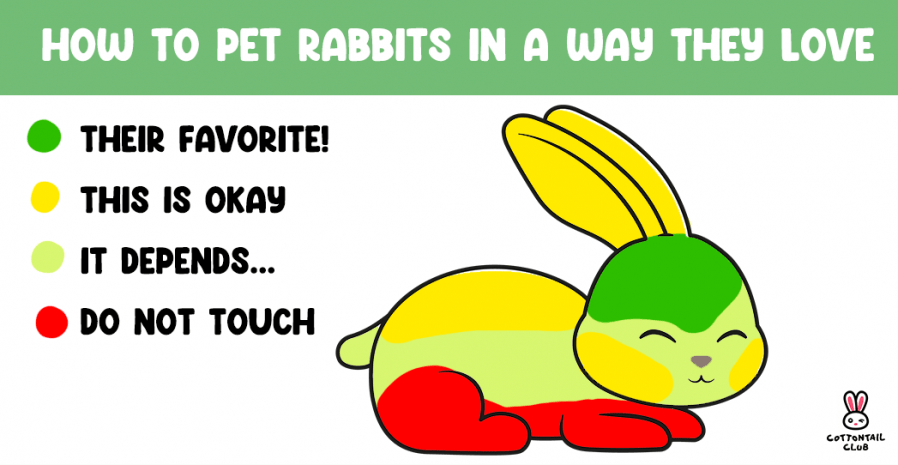 Where to pet your rabbit