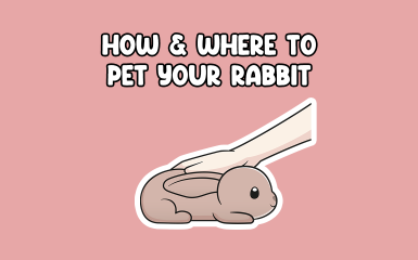 How and where to pet a rabbit