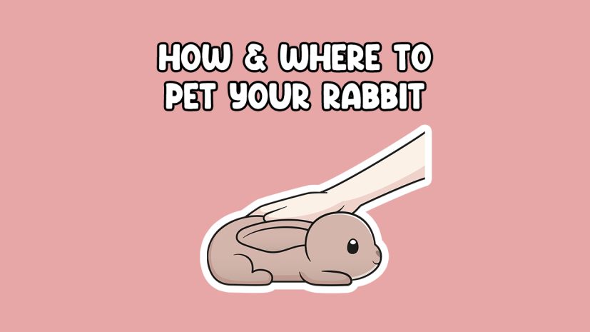 How and where to pet a rabbit