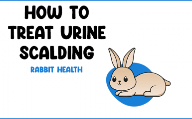 How to Treat Urine Scalding