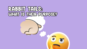 Were Rabbit Tail Rabbit Tails: What is their purpose? | Cottontail Club