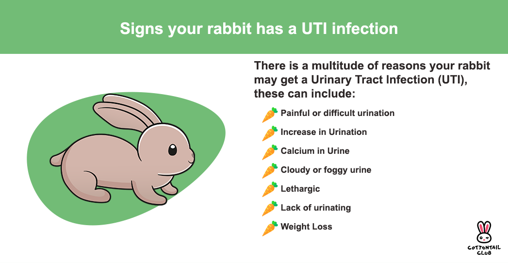 Urinary Tract Infections (UTI) in Rabbits Cottontail Club