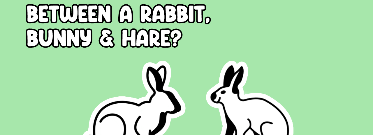 What are the differences between a rabbit and hare