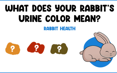 What does your rabbits urine color mean