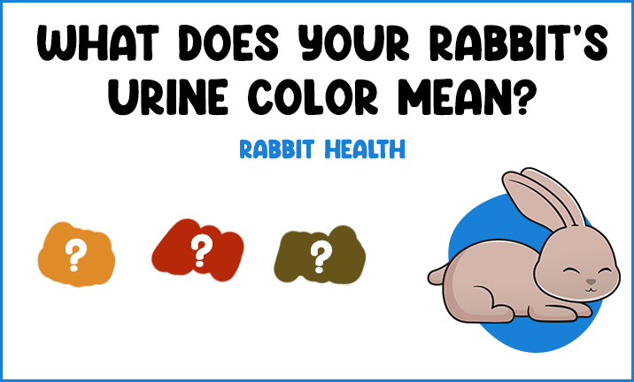 What does your rabbits urine color mean