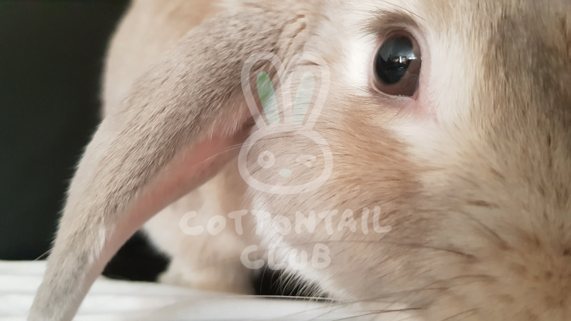 Rabbit eye closeup