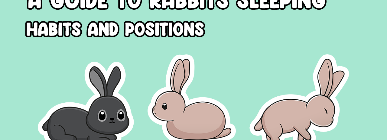 A Guide to rabbit sleeping positions