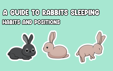 A Guide to rabbit sleeping positions