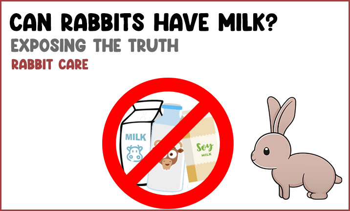 Can rabbits have milk