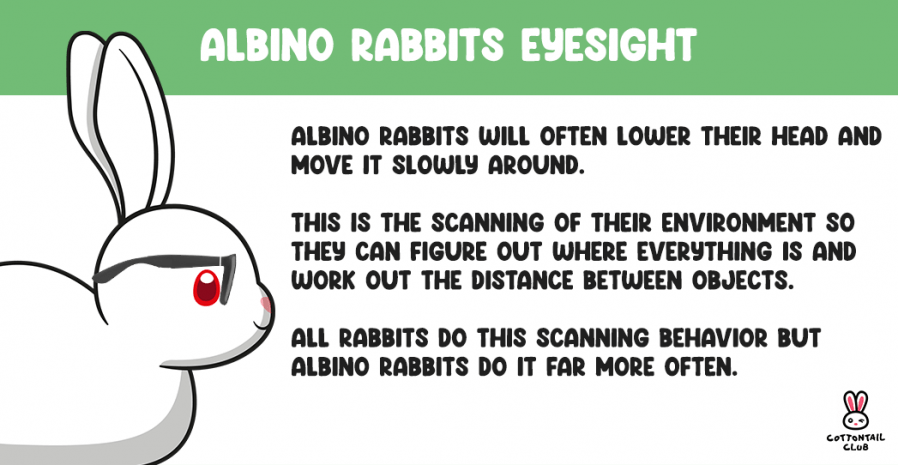Albino Rabbit Eyesight Facts