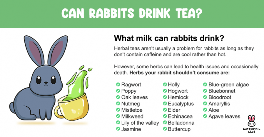 Is Tea Safe for Rabbits