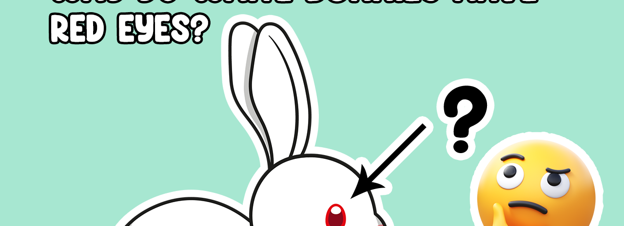 Why do white Rabbits have red eyes