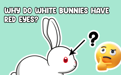 Why do white Rabbits have red eyes