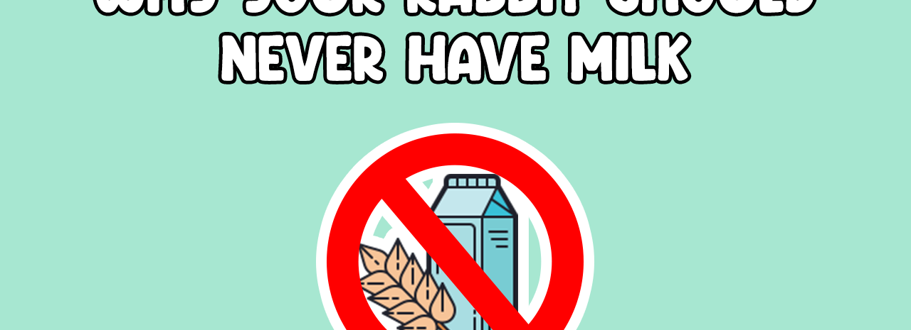 Why your rabbit should never have milk