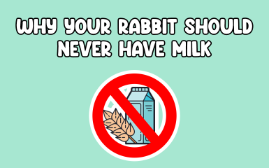Why your rabbit should never have milk