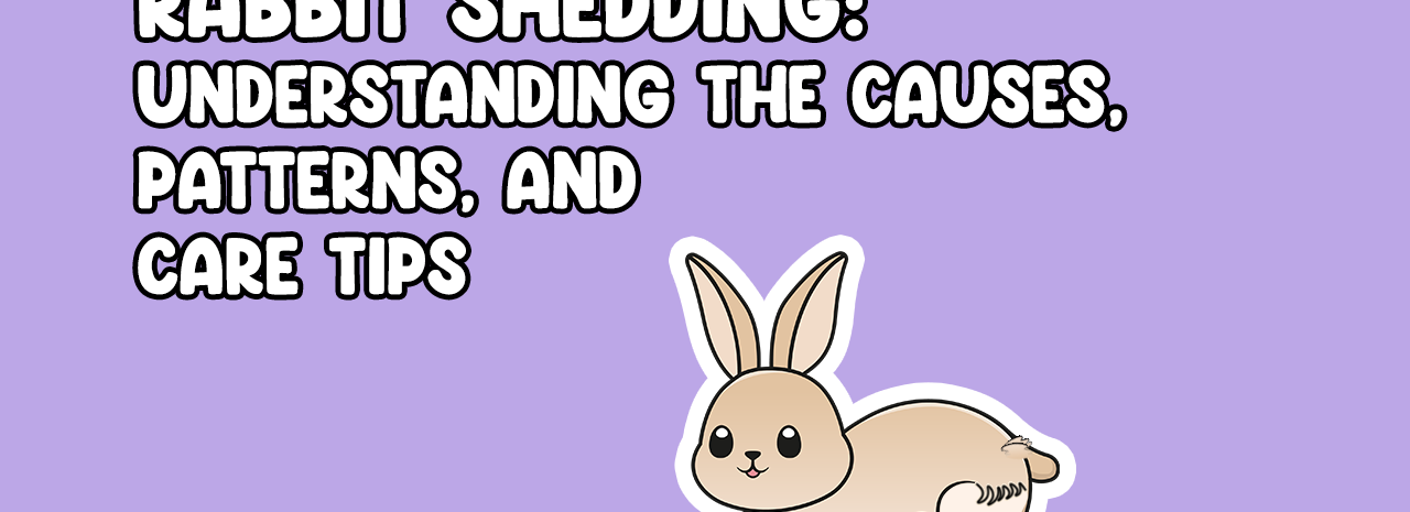 Rabbit Shedding