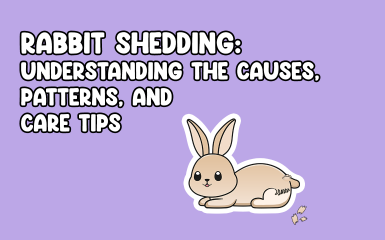 Rabbit Shedding