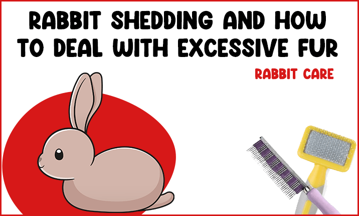 How to deal with excessive fur shedding