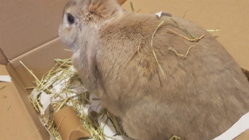 Rabbit in a Dig Box