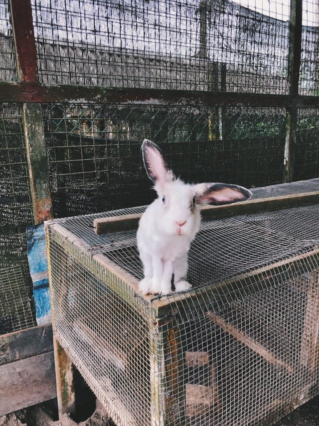The Truth About Rabbit Wire Bottom Cages