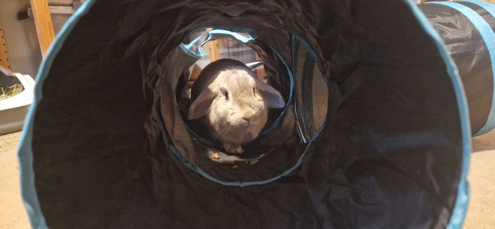 Rabbit eating pellets in tunnel