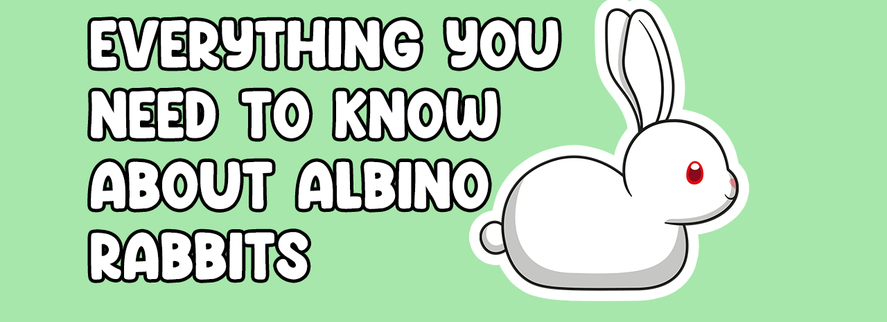 Albino Rabbits Guide