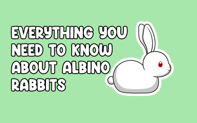 Albino Rabbits Guide